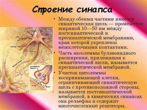 Строение нейрона Синапс Что такое нейрон
