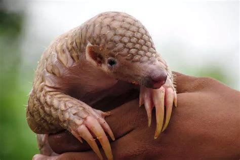 Why are pangolins endangered? | The Zoological Society of London