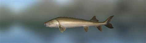 Kaluga (Acipenseridae) | Trophy fishing 2