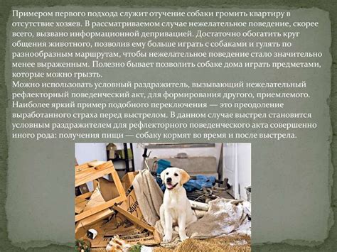 Коррекция нежелательного поведения собак - презентация онлайн