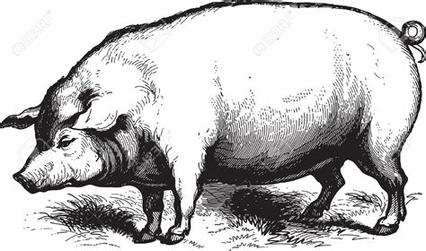 Vintage Pig Drawing at PaintingValley.com | Explore collection of ...