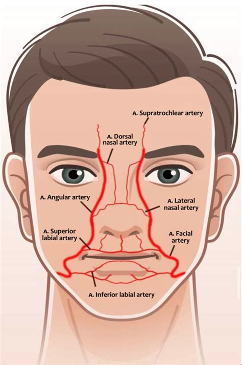 Artery Anatomy Filler