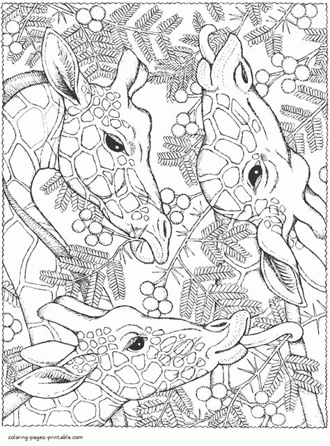 Giraffes. Animal Coloring Pages For Adults || COLORING-PAGES-PRINTABLE.COM