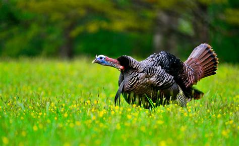 DNR anticipates strong year for spring gobbler hunting - WV MetroNews