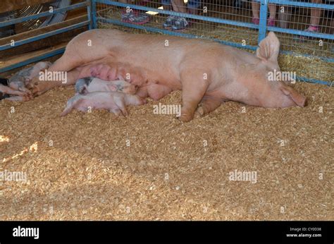 Mother with piglets hi-res stock photography and images - Alamy