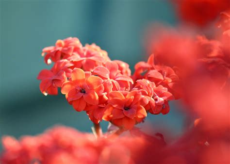 Маленькие цветы (Много фото) - treepics.ru