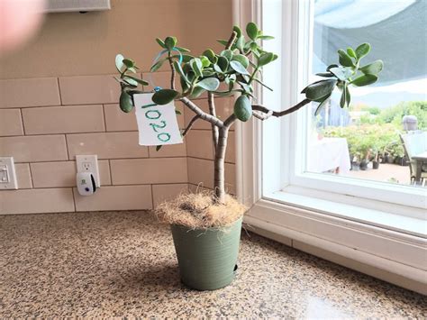Bonsai Jade 20 Tree Crassula Ovata Friendship Succulent Plant Diy ...