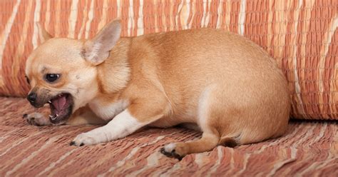 how to know if dog is choking