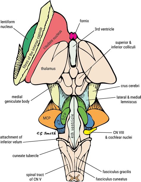 Brainstem