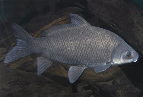 Риба буфало - Rivnefish