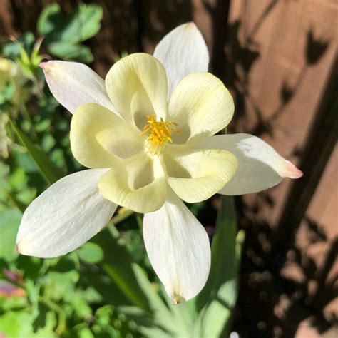 Aquilegia 'Mckana Hybrids' (Mix), Aquilegia 'Mckana Hybrids' (Mix) in ...