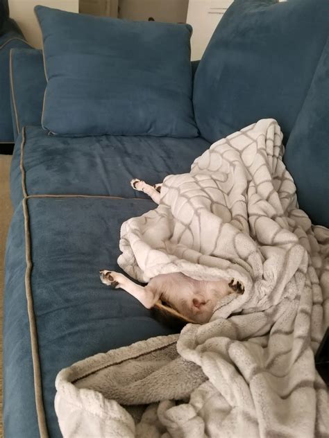 My dog passed out sleeping like this 😂. | Scrolller