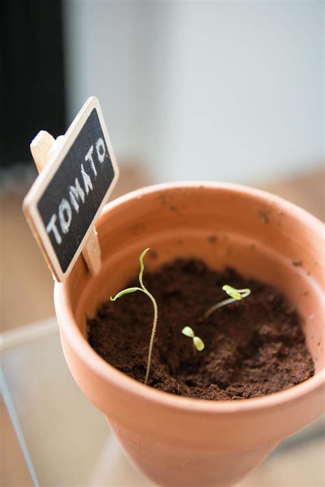 Small tomato sprouts growing in a clay pot. Germinated seeds. 8217367