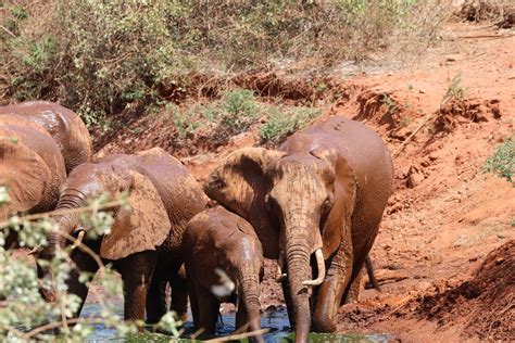 Animals Covered In Mud