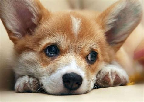 Pin by Anastasia Pankratova on Фотосессия | Corgi, Dogs, Animals