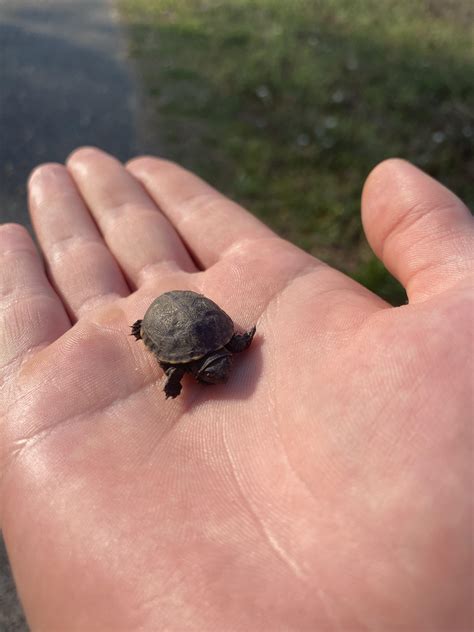 5564 best r/herpetology images on Pholder | Found this little dude