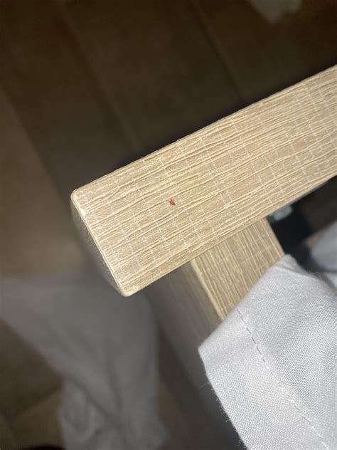 More bed bug ID : r/Bedbugs