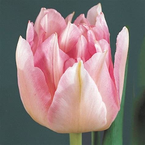 Tulip Peach Blossom. Double Early