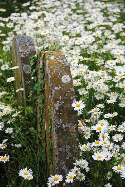 tumblr beautiful flowers white flowers pretty flowers
