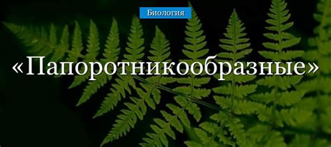 Папоротникообразные растения – таблица