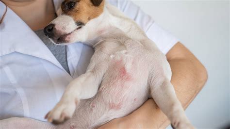 Alergia A Cachorro Sintomas - Identificação e Tratamento Eficaz para Alergia em Cachorro
