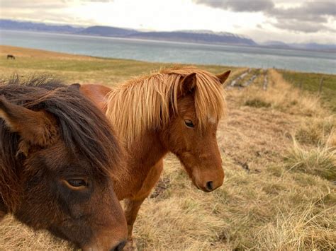 Iceland – A dream (with pictures) | by Parul | Medium