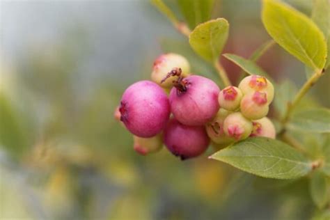 pink popcorn blueberry minneopa orchards