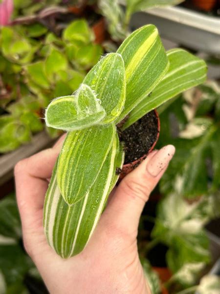 Tradescantia sillamontana 'Variegata' | Other plants \ Tradescantia ...