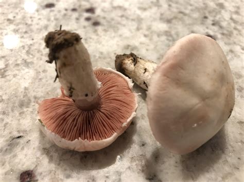 Confirming - Agaricus campestris, ‘meadow mushroom’ (Mid-Atlantic, USA