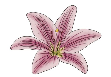 lily flower drawing easy  colouring pages infoupdate  word