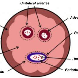 Umbilical Cord Diagram