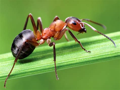 Ants: Fact or Fiction? | Britannica 