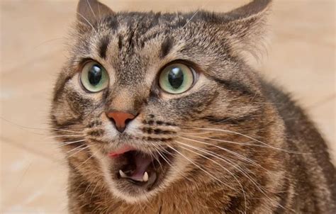 Картинки по запросу наглая морда кота | Funny cat pictures, Funny ...