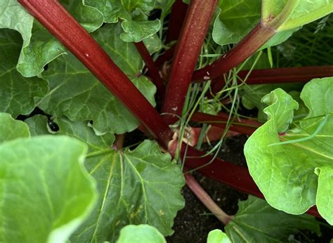 Glaskin’s Perpetual Rhubarb Seeds | Heirloom – Murray Seed Co