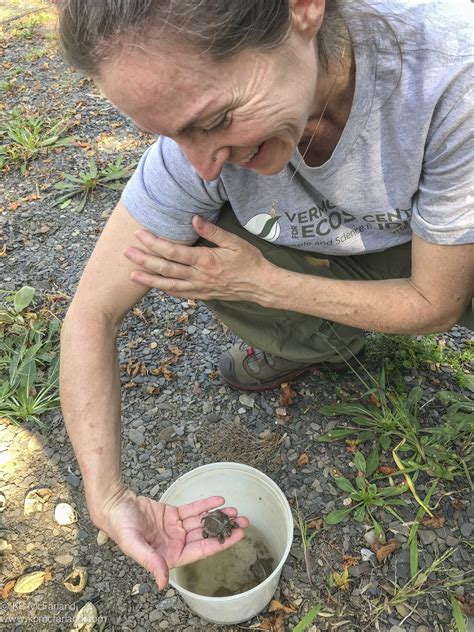 Outdoor Radio: Spiny Softshell Turtles | Vermont Center for Ecostudies