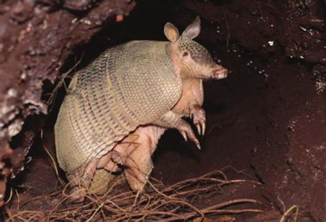 Tipos de armadillos - Todas las especies que existen (con FOTOS)