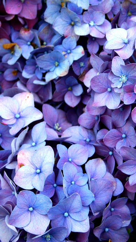 Purple Blue Flower Wallpapers - Wallpaper Cave