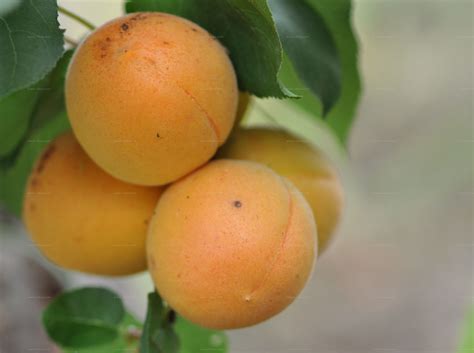 Phylogenetic tree - Kultur-Aprikose (Prunus armeniaca L.)