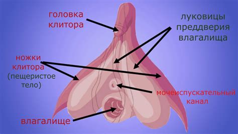 Женские половые органы: КЛИТОР - YouTube