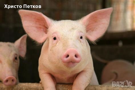 Продавам прасета в Прасета в гр. Свиленград - ID36615792 — Bazar.bg