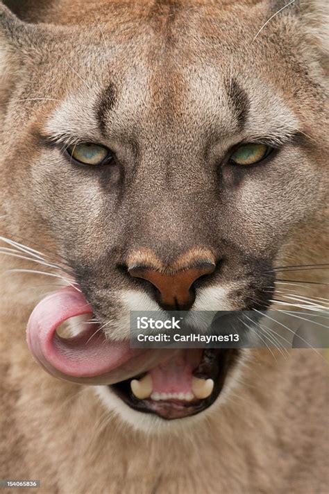 puma istock