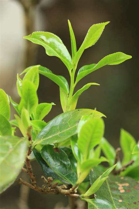 origin  tea trees teabar