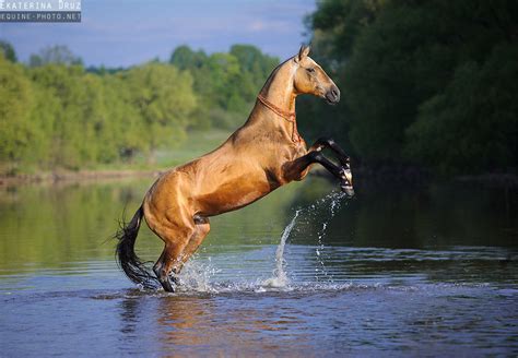 - фотографии - KatyaD - конники - equestrian.ru