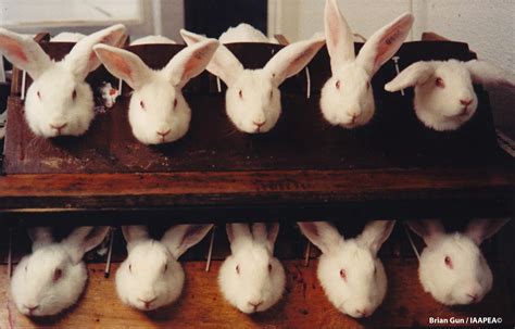 Small Animal Talk: Should animals be used for cosmetic testing?