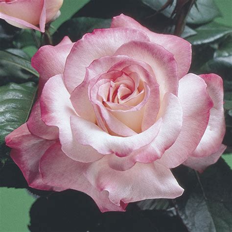 Secret – Weeks Roses