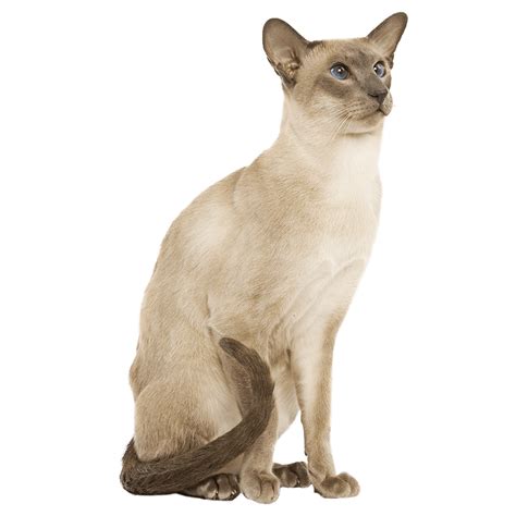 Chat siamois : un superbe félin au caractère bien trempé | Les Coussinets