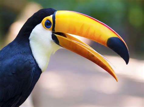 Why Do Birds Have Beaks? (Uses, Benefits + FAQs) | Birdfact
