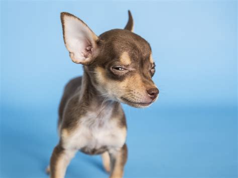 Which Dog Has The Sharpest Teeth