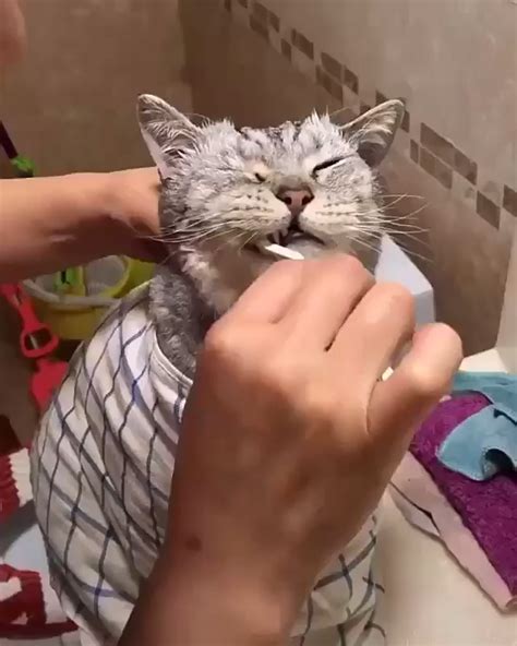 280 Silly cat photos ideas | cute cats, cats and kittens, cats