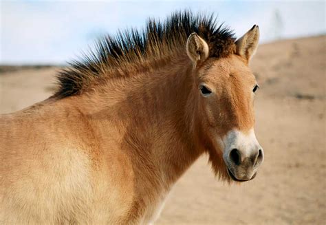 Przewalski's Horse
